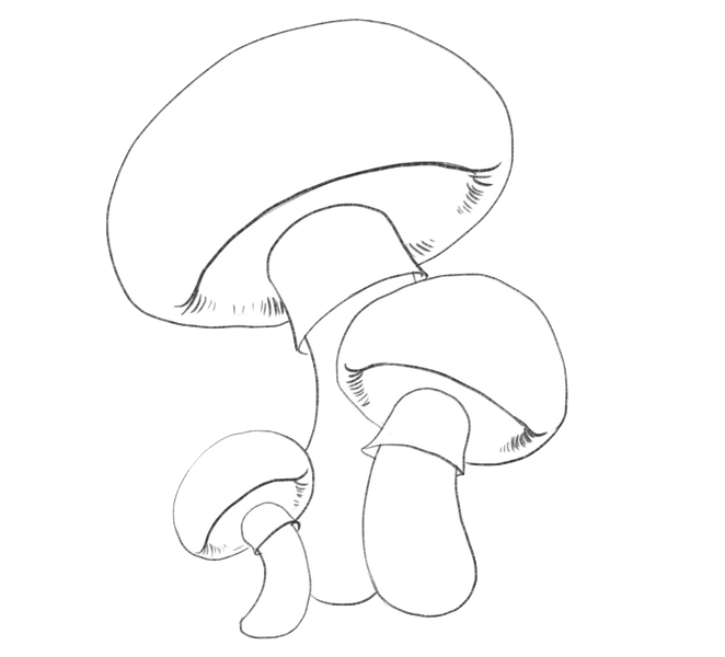 mushroom-drawing-underisde-details