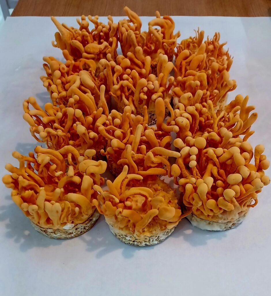 Mushroom BioTech Jalpaiguri Cordyceps Mushroom