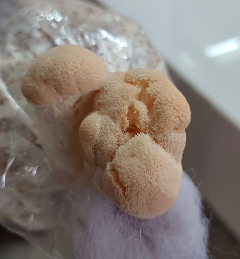 Lion's Mane Mushroom