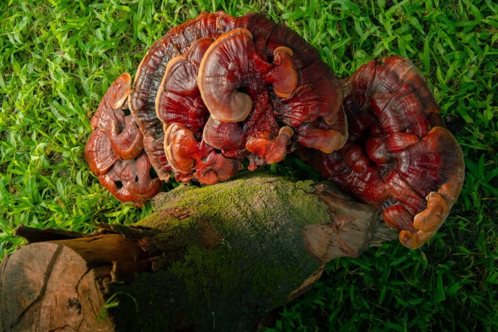 Mushroom BioTech Jalpaiguri Ganoderma mushrooms
