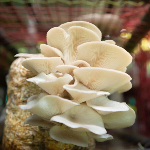 Mushroom BioTech Jalpaiguri Oyster Mushroom