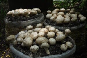 Button Mushroom