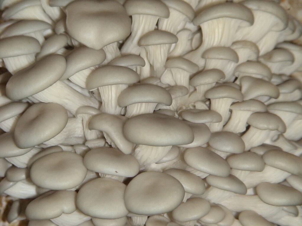 Mushroom BioTech Jalpaiguri mushroom cultivation