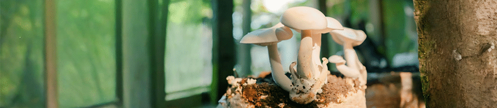 Mushroom BioTech Jalpaiguri Milky Mushroom